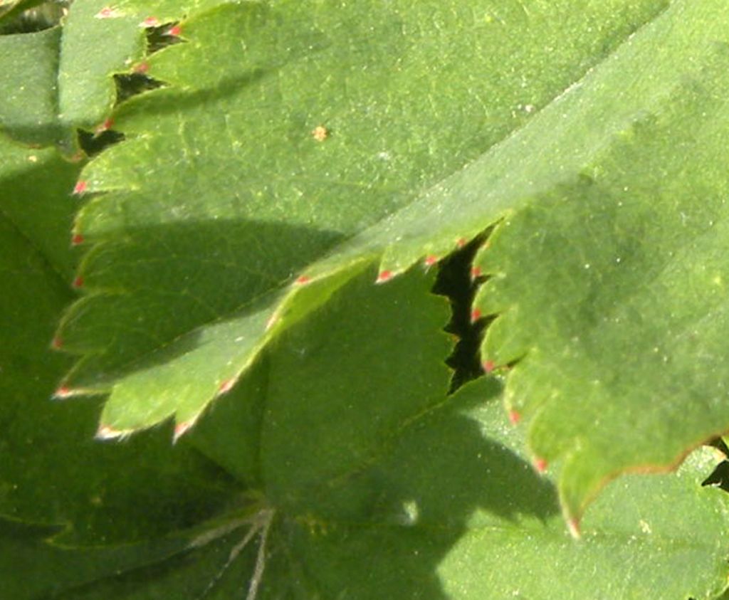 Alchemilla sp: impossibile....